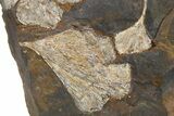 Four Paleocene Fossil Ginkgo Leaves - North Dakota #290798-2